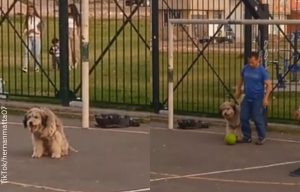 ¡El perrito arquero sí existe!, ¿le heredó el talento a David Ospina?