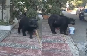 ¿Quién no quisiera un oso de mascota? ¡Un barrio lo hizo!