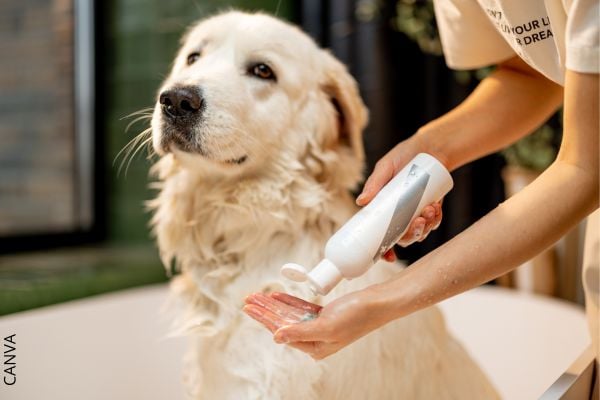 Foto de persona aplicando un producto en su mano y perro dentro de una tina.