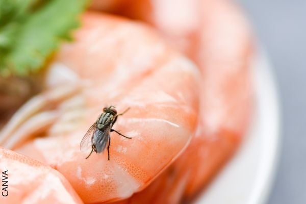 Foto de mosca sobre comida.