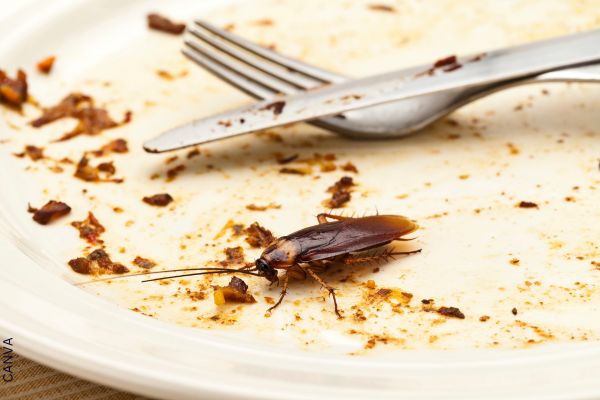 Foto de cucaracha en un plato sucio.