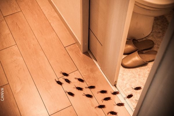 Foto de cucarachas en el piso.