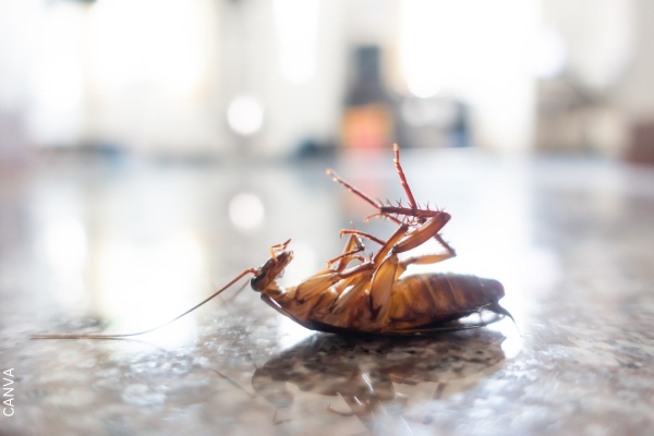 Foto de cucaracha muerta en una superficie.