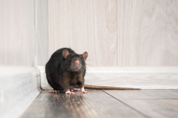 Foto de un ratón grande.