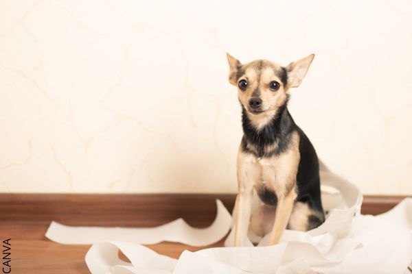 Foto de perro con papel higiénico.