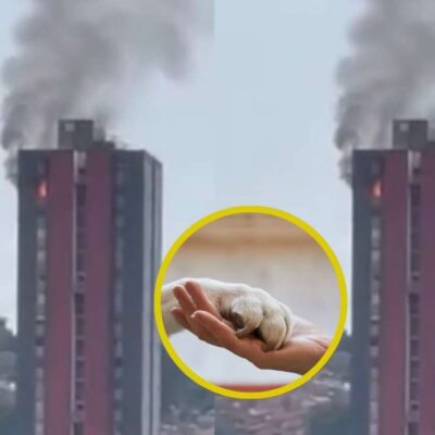 5 mascotas murieron tras incendio en apartamento de Medellín