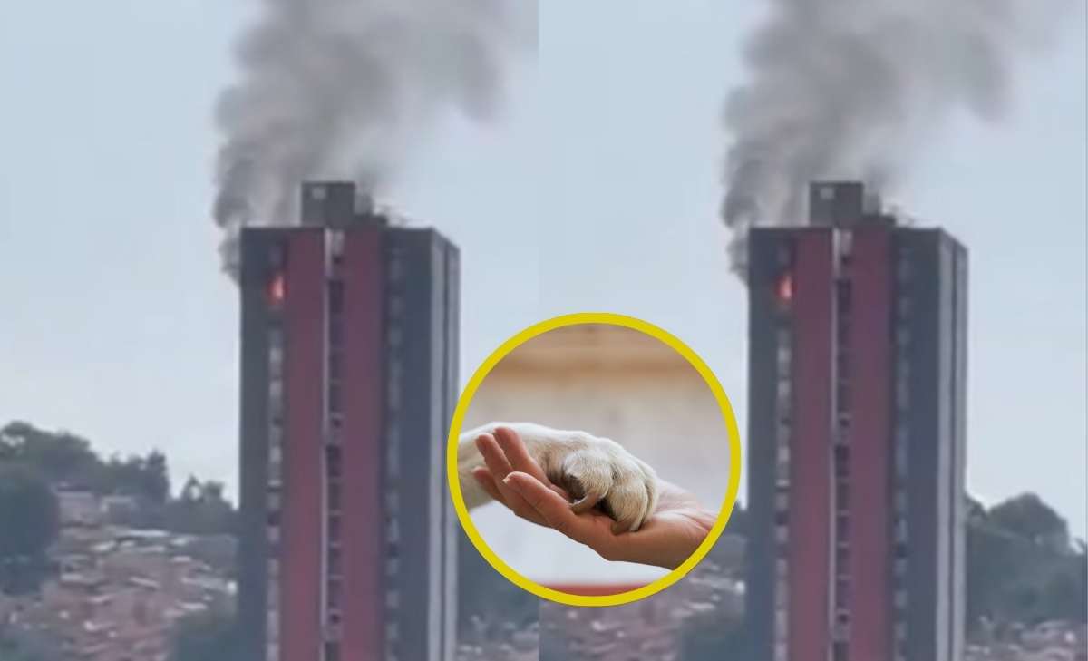 5 mascotas murieron tras incendio en apartamento de Medellín