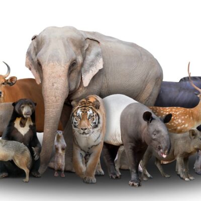 Animal con nombre de hombre