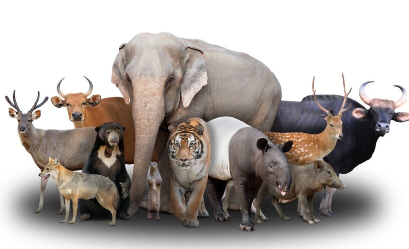 Animal con nombre de hombre