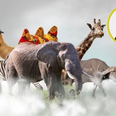 Animales que empiezan con la letra Z