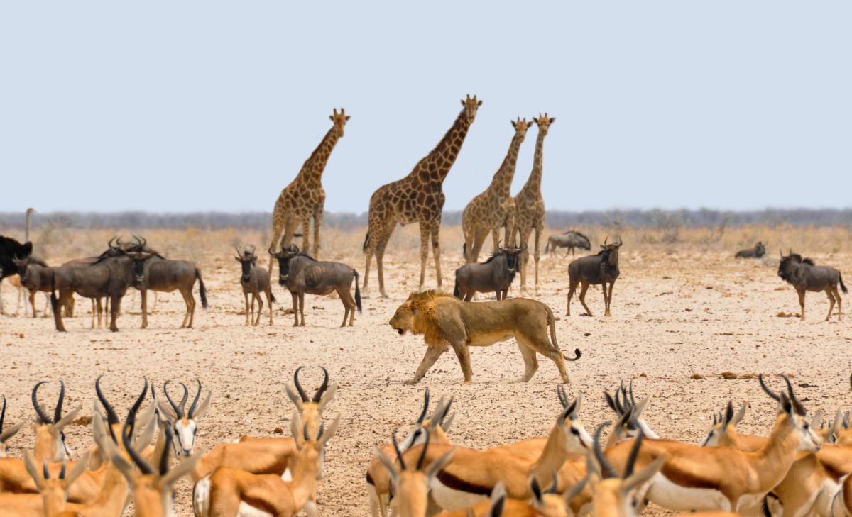 El animal que solo tiene dos letras en su nombre