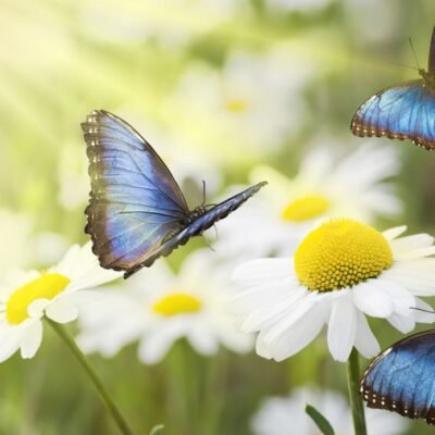 Mariposas azules