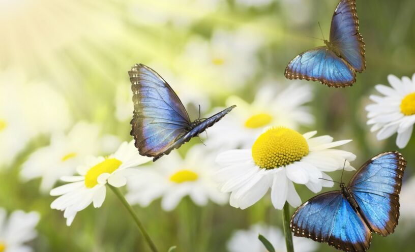 Mariposas azules