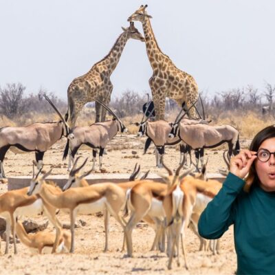 animal que tiene nombre palíndromo