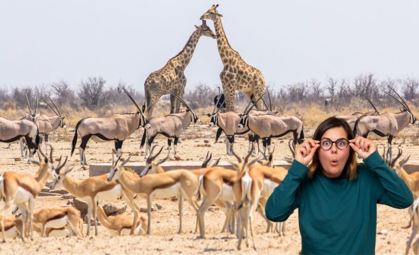 animal que tiene nombre palíndromo