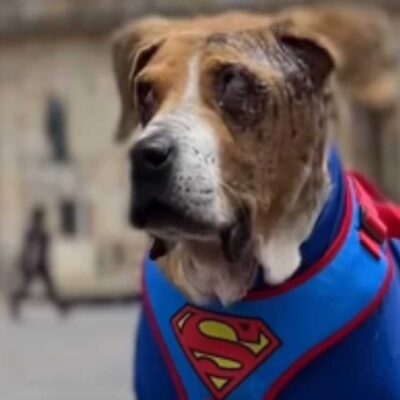 Aprobaron la Ley Ángel contra el maltrato animal en la plenaria de la Cámara