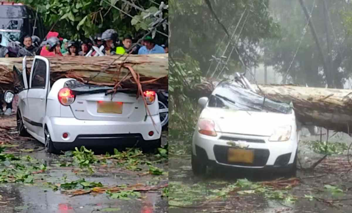 árbol cayó sobre un carro en el departamento de Tolima