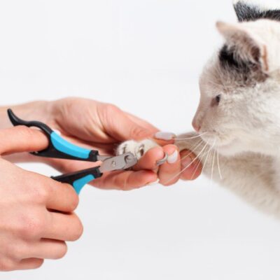¿cada cuánto hay que cortarle las uñas a los gatos?