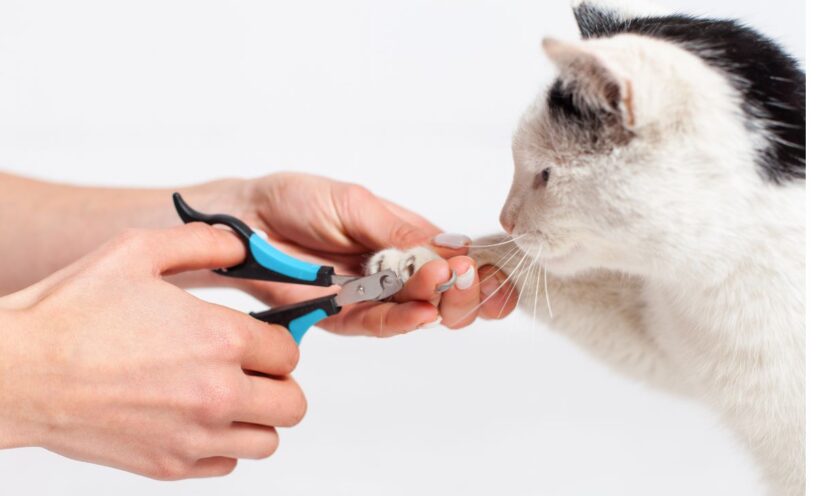 ¿cada cuánto hay que cortarle las uñas a los gatos?