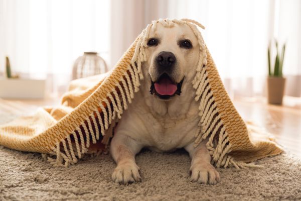 Perro con una manta en la cabeza.