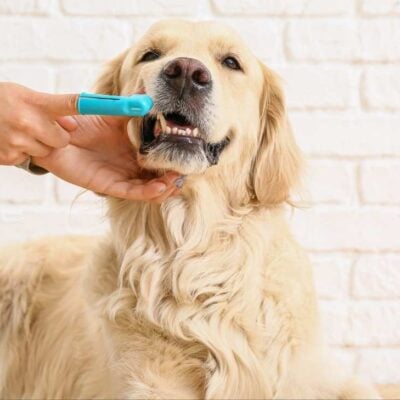 cómo cepillar los dientes de tu perro
