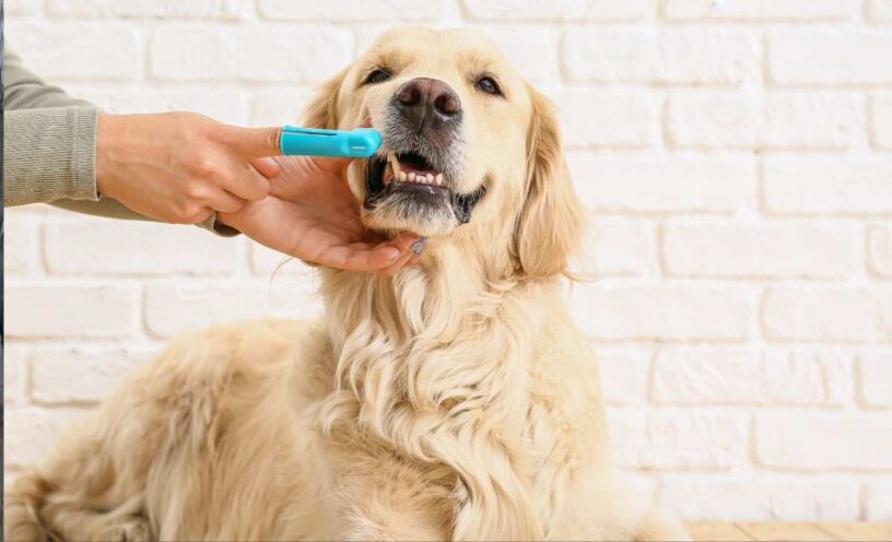 cómo cepillar los dientes de tu perro