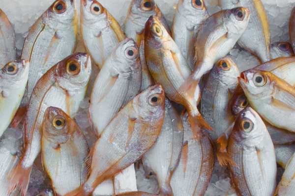 pescado fresco