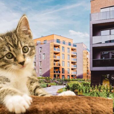 ¿Cuál es la multa por no cumplir norma al tener un gato en un conjunto?