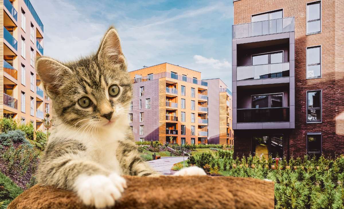 ¿Cuál es la multa por no cumplir norma al tener un gato en un conjunto?