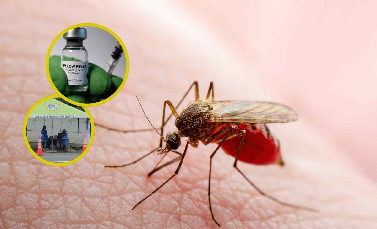 Cundinamarca se declaró en alerta tras la detección de un brote de fiebre amarilla
