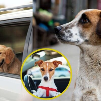 ¿Dónde y cómo denunciar el atropello o abandono de un perro en vías públicas de Bogotá?