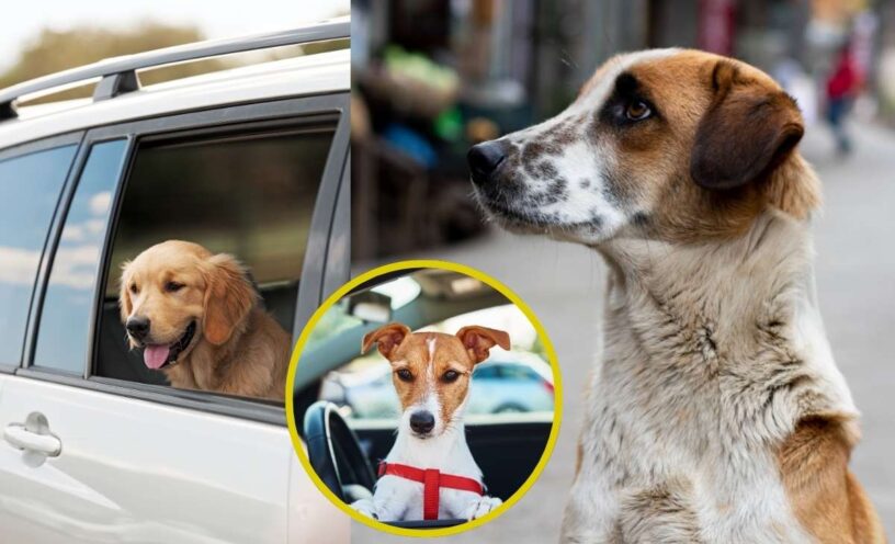 ¿Dónde y cómo denunciar el atropello o abandono de un perro en vías públicas de Bogotá?