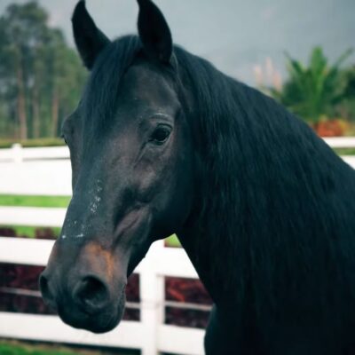 dueño del caballo más caro de Colombia