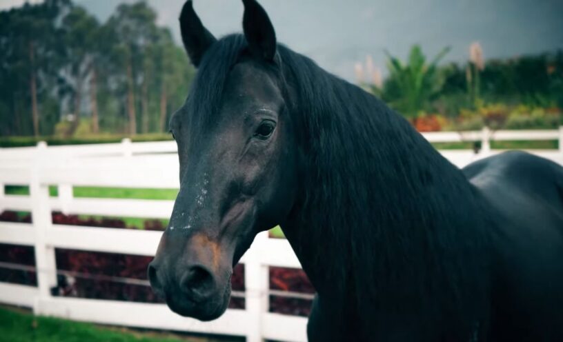 dueño del caballo más caro de Colombia