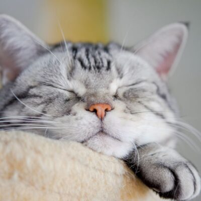 por qué duermen tanto los gatos
