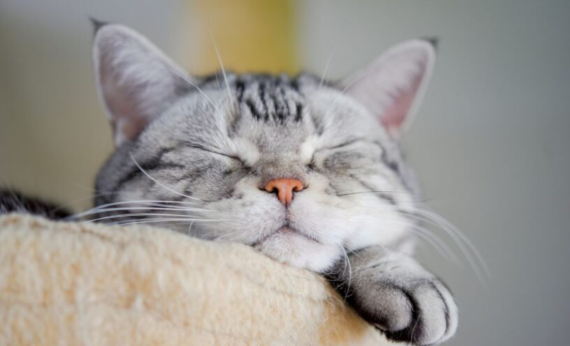 por qué duermen tanto los gatos