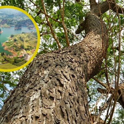 Municipio de Colombia que tiene un árbol de más de 500 años