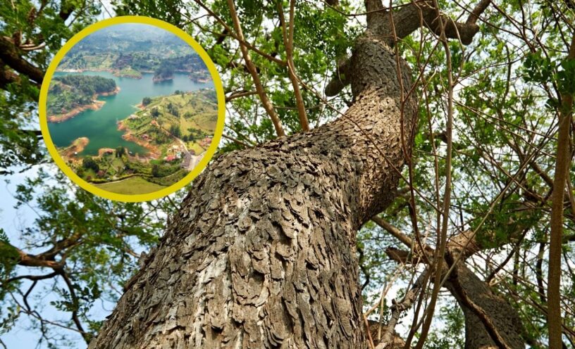 Municipio de Colombia que tiene un árbol de más de 500 años