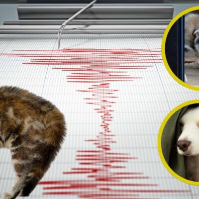 Es verdad que algunos animales pueden predecir temblores y terremotos