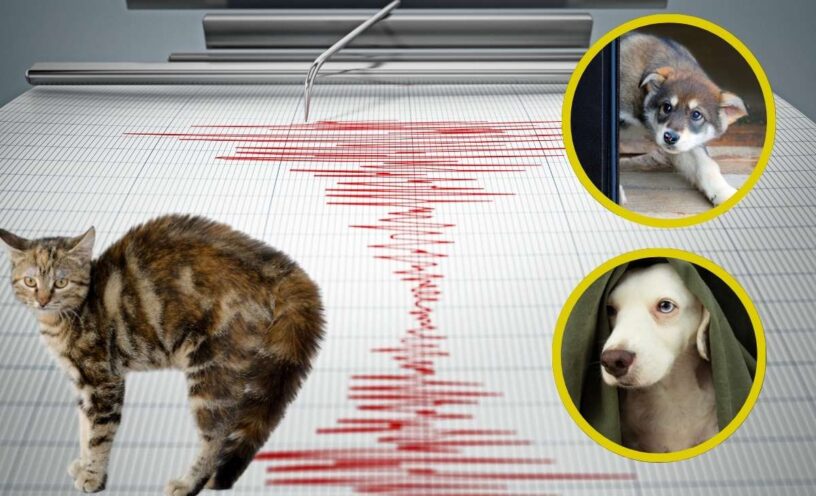 Es verdad que algunos animales pueden predecir temblores y terremotos