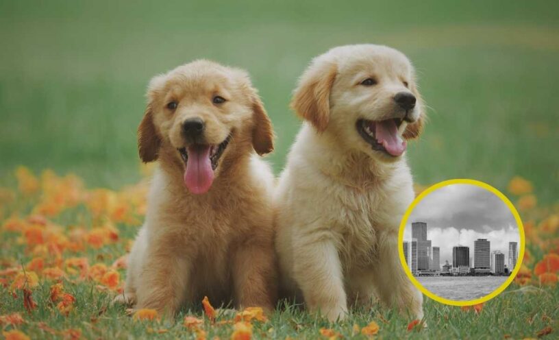 los perros ven a blanco y negro