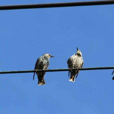 Por qué los pájaros no se electrocutan en los cables eléctricos