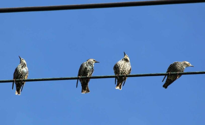 Por qué los pájaros no se electrocutan en los cables eléctricos