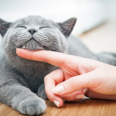 por qué los gatos cierran los ojos lentamente cuando miran a sus dueños