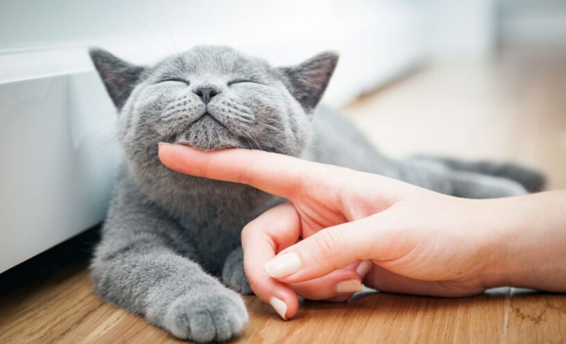 por qué los gatos cierran los ojos lentamente cuando miran a sus dueños