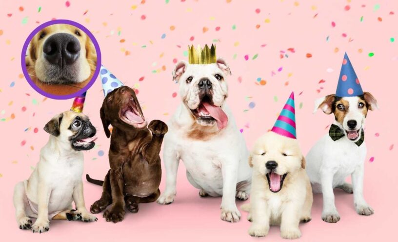 Razas de perros más pequeñas para apartamentos