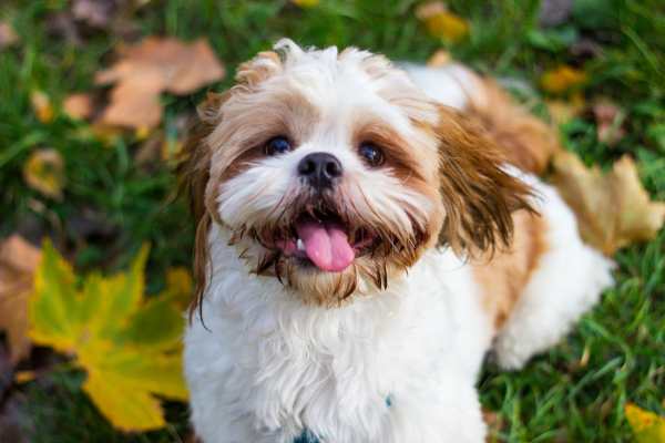 Razas de perros más pequeñas para apartamentos 1