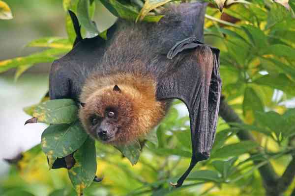 El animal que tiene todas las vocales en su nombre