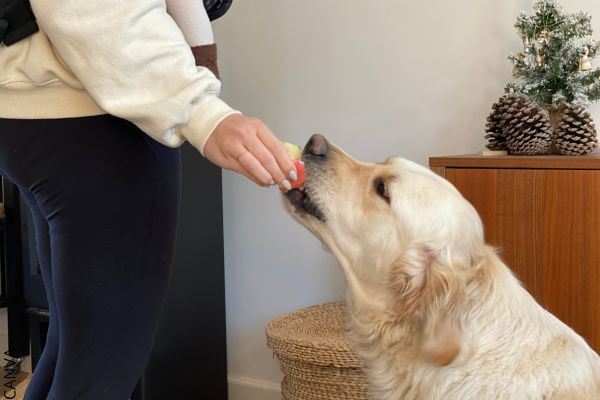 Foto de perro comiendo manzana.