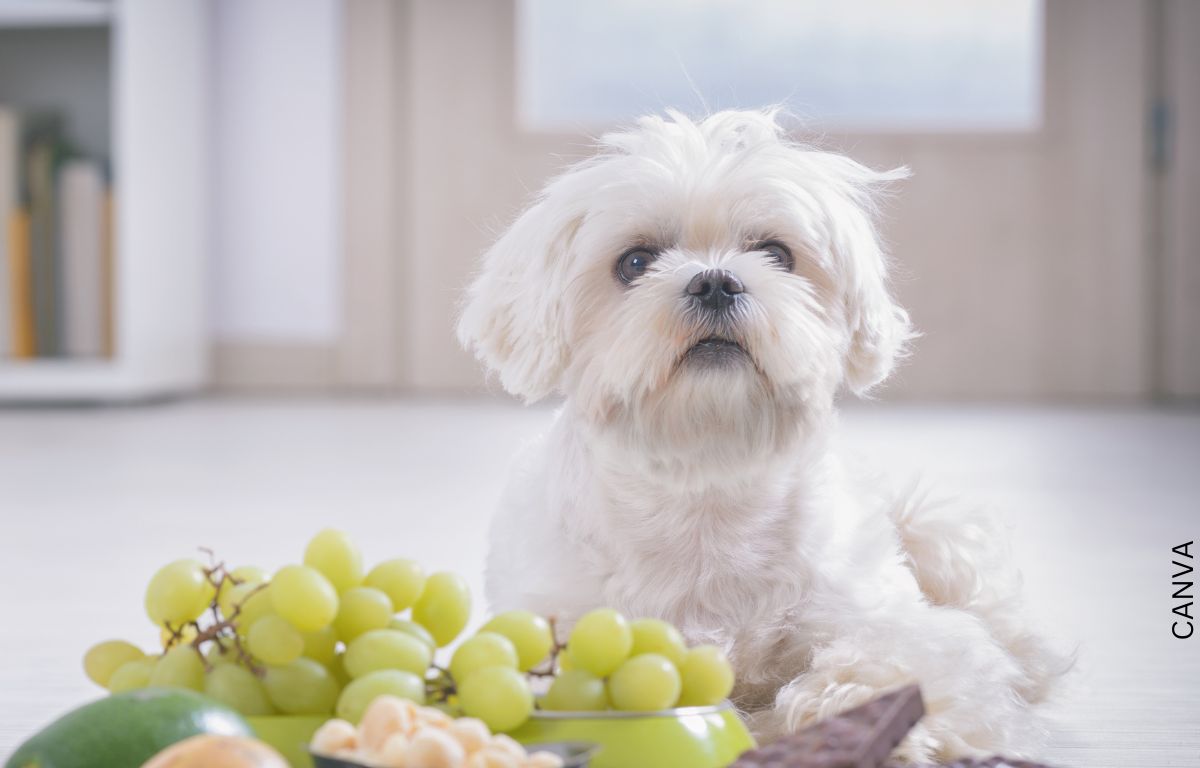 Frutas que pueden comer los perros. ¡Dale lo mejor a tu peludo!